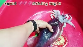 Catching big Squid 🦑🦑🦑 on board 