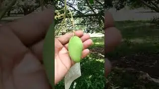 OVER dropings O SUBRANG PAG BABAWAS NG MANGA PAANO MAIIWASAN? SHARE KO PO SA INYO MGA KAFARM 🥰