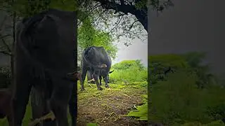 motivational sort video #farming #trending #farmer #buffalo #fast #animal #funny