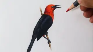 Como desenhar um pássaro: Cardeal do banhado
