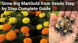 How to Grow Big Marigold Flowers | All Season Marigold Flower Complete Guide