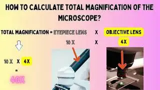 Unlocking the Secrets of Microscope Magnification 🔬