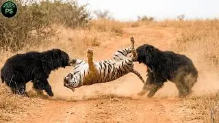 Double Trouble as Two Sloth Bears Flip a Charging Tiger