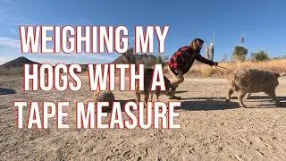 Raising free range Mangalitsa pigs in the desert off restaurant scraps
