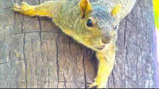 Squirrel Climbing Tree - So Funny Animal
