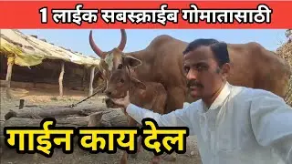 गाई ईली काय देल 😇 व्यंकटेश कपाटे