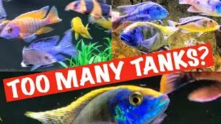 How Many Tanks are Too Many? - More IS BETTER!