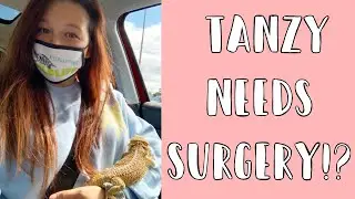 My Bearded Dragon Needed Surgery?! // Reptile Mom Vlogs