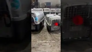 Petravel Rescue Pets Relocating to the UK