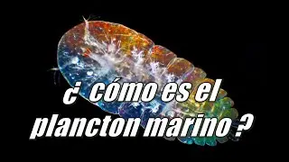 ¿Cómo es el plancton marino? El mayor generador de Oxígeno de la Tierra.