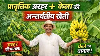 “प्राकृतिक खेती का सफल मॉडल – अरहर + केला इंटरक्रॉपिंग” 