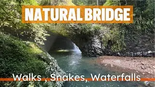 🐍 Oliver Sees a SNAKE! | Wild Australian Wildlife at Natural Bridge, Springbrook National Park QLD