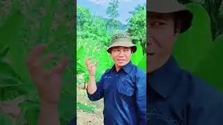 Program Ketahanan Pangan Pisang Desa Sipan