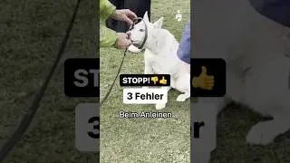 Stopp! 3 Fehler vermeiden beim Anleinen #shorts #fichtlmeier #dogs #hunde #hundetraining