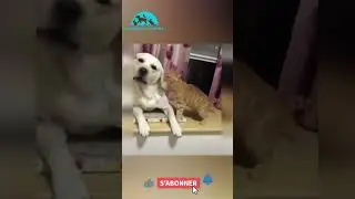 short animals drole and cute 2025 Fous Rires Animaux: Compilation Dr&ocirc;le! 🐾😂 #ViralVideo