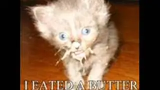 funny and cute cats   for versabc