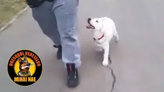 Disciplina 🐶 Labrador | by Mihai Nae