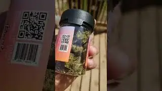 1/8th PURPLE TRAINWRECK!!