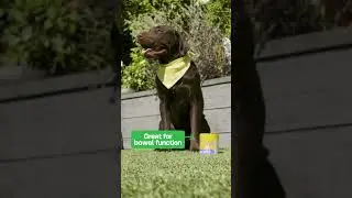 Your Pup&rsquo;s Health Relies on Gut Health! | Happy Paws