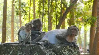 Peaceful monkey nap under forest shade | Quiet morning with a wild monkey family