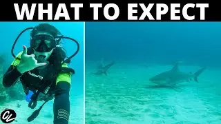 Bull Shark Diving in Playa del Carmen!