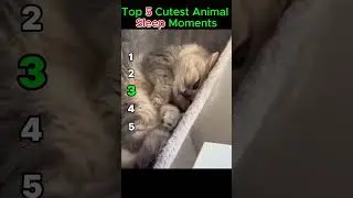 Top 5 Cutest Animal Sleep Moments 😴🐾