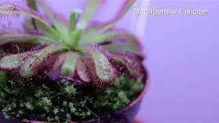 Drosera capensis x aliciae mit Fischfutter/sundew with fish food