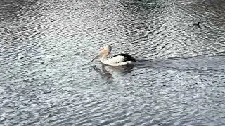 Pelican at Lake Eden, North Lakes, QLD