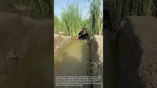 Traditional Fishing Technique: Using a Cloth Net to Catch Fish in Canal