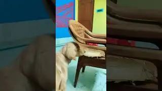 day of Shampoo #doglover #goldenretriever #puppy #shampoo #dog #puppylife