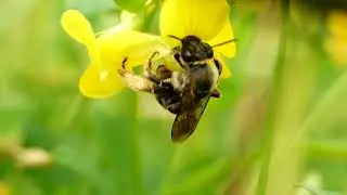 Eucera longicornis ♀ (Apidae-Hymenoptera)  butine Lotus corniculatus