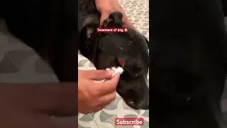 Treatment of dog wounds |antispectic |injured dog |#woundcare #treatment #vettech #veterinary