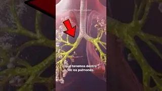 &iquest;Por qu&eacute; tenemos MOCO en los PULMONES? 🫁🤧💧