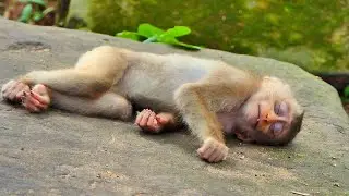 What happened to Baby Monkey Lily ???