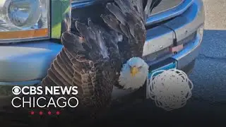 Bald eagle rescued from truck's grille in Minnesota