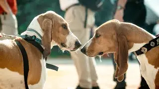 Der Schwyzer Laufhund braucht Hilfe