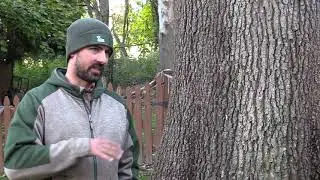 Protect the Knoll: Where things stands