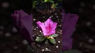Timelapse Purple Azalea Bloom ✨ | 4K Ultra HD