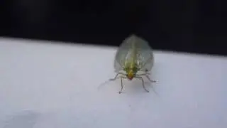 Green Lacewings - Gullglyrna - Netv&aelig;ngjur - Skord&yacute;r - P&ouml;ddur