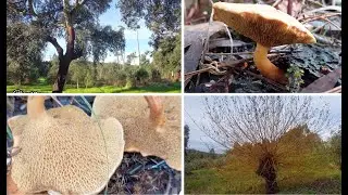 Suillus bovinus e Lactarius deliciosos (Sanchas, Pinheiras)