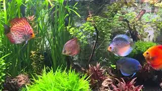 125 gal, planted, Stendker Discus collection