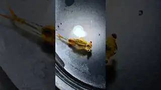 The smoothlip fairy shrimp