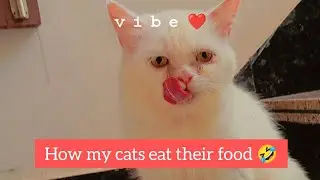 how my cats eat food | food time| cats eating food | viral cats | cat diet #ytviral #viralcat #pets