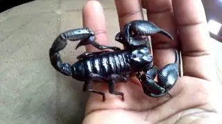 Pandinus Imperator