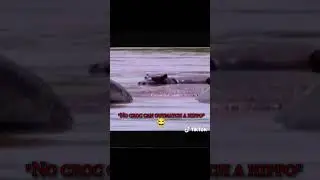 Gustav Hippo