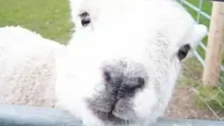 Roaming Sheep