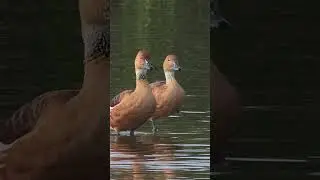 Fulvous Tree Duck Bird Sound Video Peaceful Nature Sounds