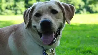 Virginia family has trained 7 guide dogs: 'It's highly rewarding'