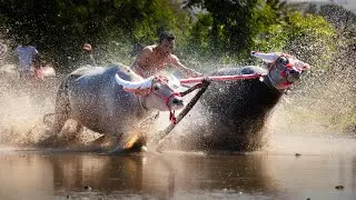 Photographic Journal | Buffalo Racing