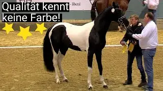 Qualität kennt keine Farbe! 😍 | Cadeau Noir x Blickpunkt | ZfdP Körung 2019